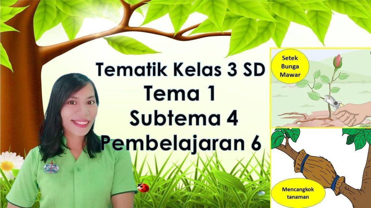 Rahasia Cepat Bisa Kerjakan Soal Soal Tema 4 Subtema 1 Kelas 3 SD Tanpa Bingung